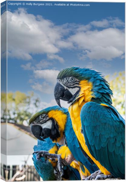Blue and Gold Macaws  Canvas Print by Holly Burgess