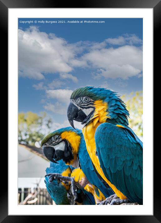 Blue and Gold Macaws  Framed Mounted Print by Holly Burgess