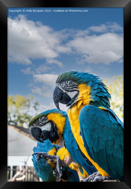 Blue and Gold Macaws  Framed Print by Holly Burgess
