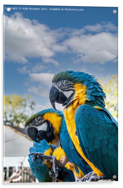 Blue and Gold Macaws  Acrylic by Holly Burgess
