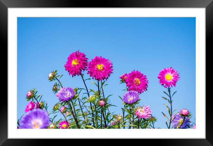 blooming colorful flower Framed Mounted Print by Ambir Tolang