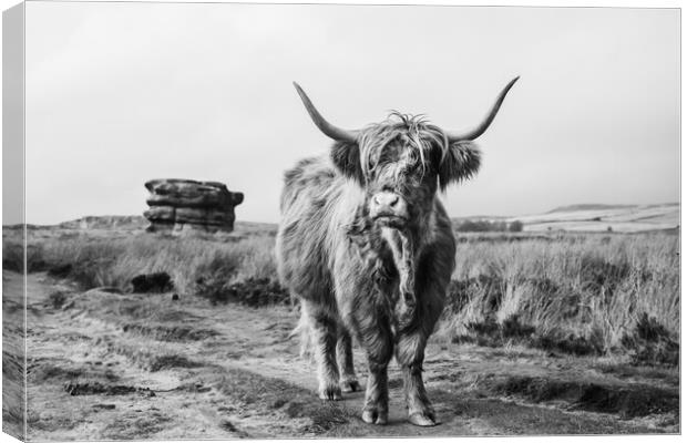 Highland cow in front of Eagle Stone Canvas Print by Jason Wells