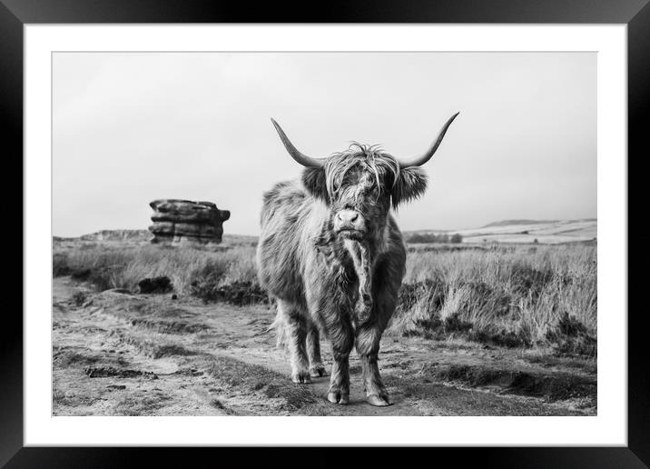 Highland cow in front of Eagle Stone Framed Mounted Print by Jason Wells