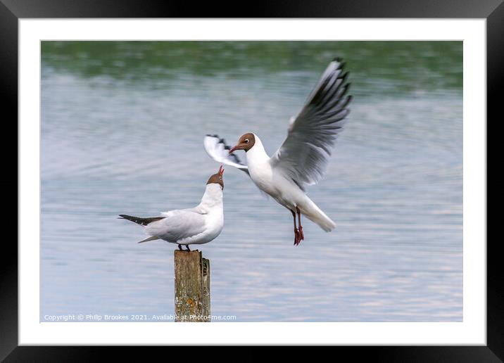 Black-headed Gulls Framed Mounted Print by Philip Brookes