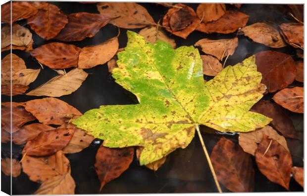 Maple Leaf Canvas Print by Mike C.S.