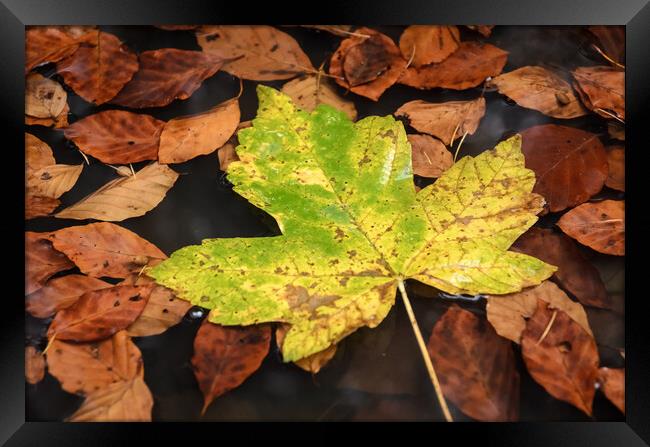 Maple Leaf Framed Print by Mike C.S.