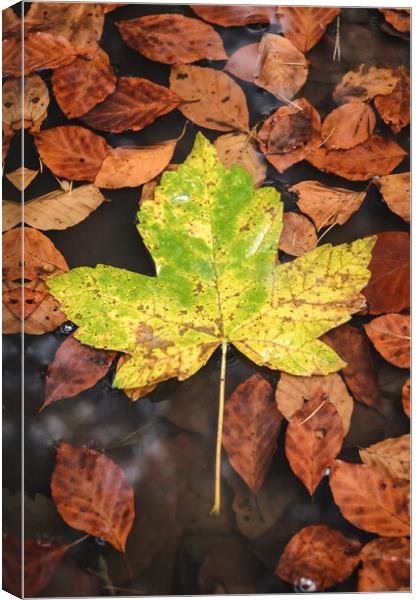 Maple Leaf Canvas Print by Mike C.S.