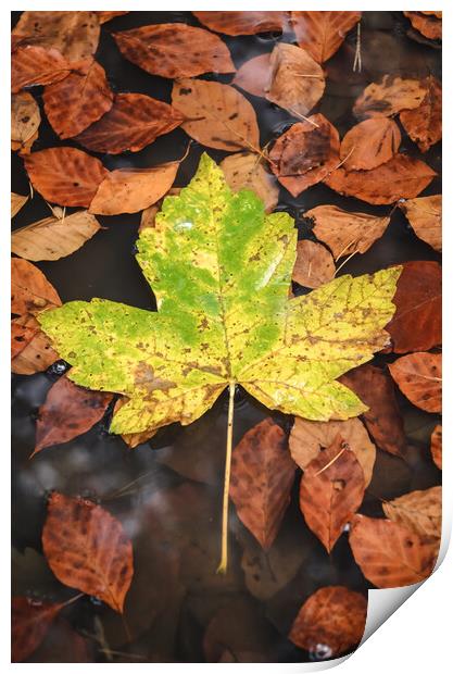 Maple Leaf Print by Mike C.S.