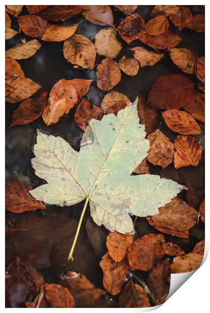 Maple Leaf Print by Mike C.S.