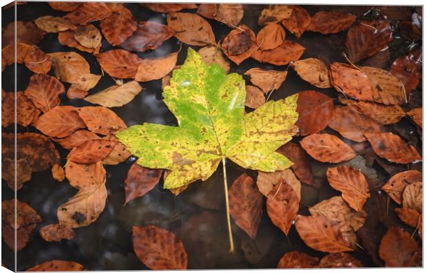 Maple Leaf Canvas Print by Mike C.S.