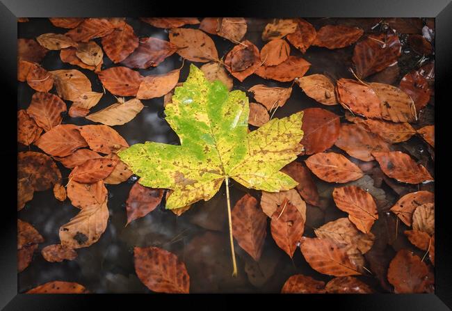 Maple Leaf Framed Print by Mike C.S.