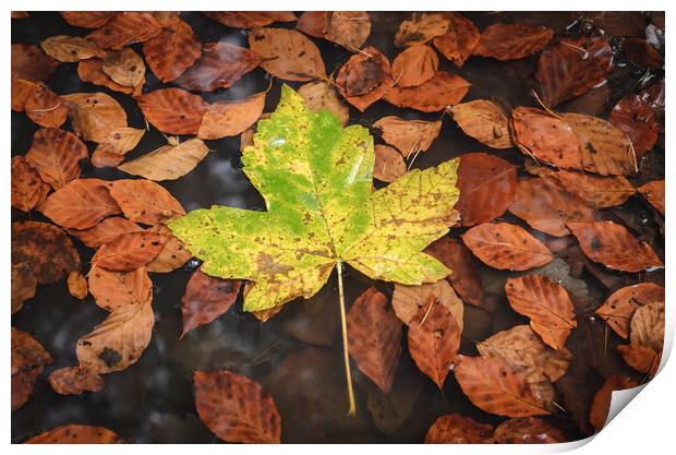 Maple Leaf Print by Mike C.S.