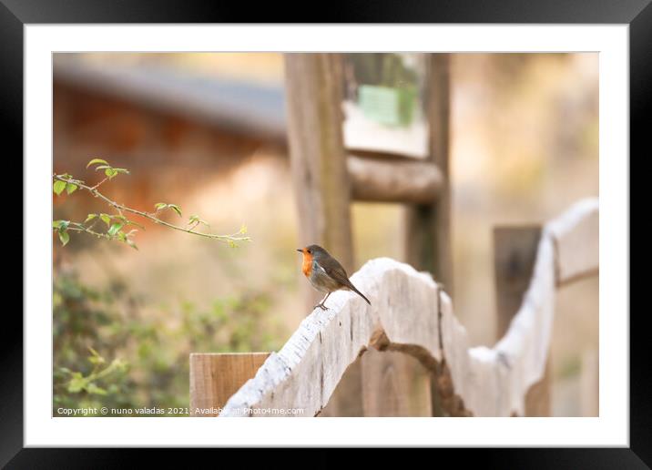 Robin Redbreast on a wood fence. European Robin Framed Mounted Print by nuno valadas