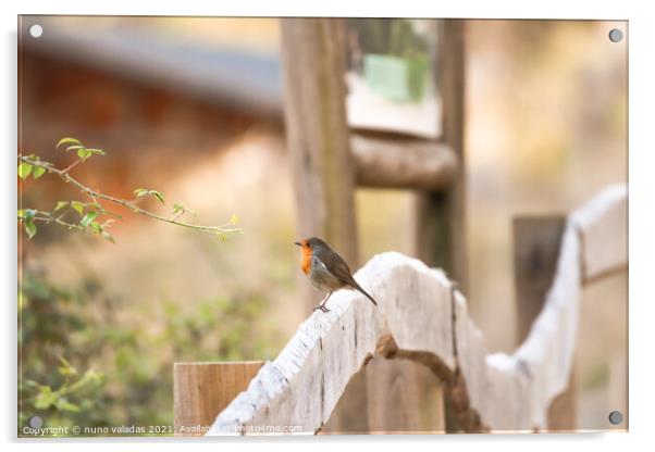 Robin Redbreast on a wood fence. European Robin Acrylic by nuno valadas