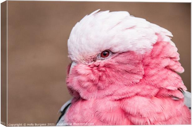 Pink Cockatoo Canvas Print by Holly Burgess