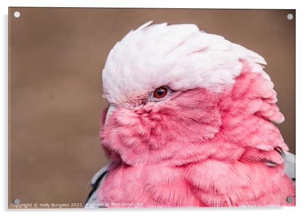 Pink Cockatoo Acrylic by Holly Burgess