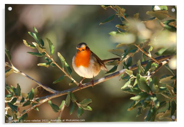 Robin Redbreast in a tree. European Robin Acrylic by nuno valadas