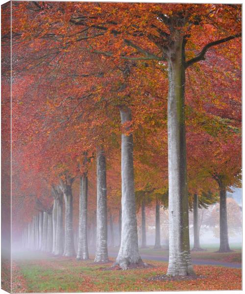 Moor Crichel autumnal morning  Canvas Print by Shaun Jacobs
