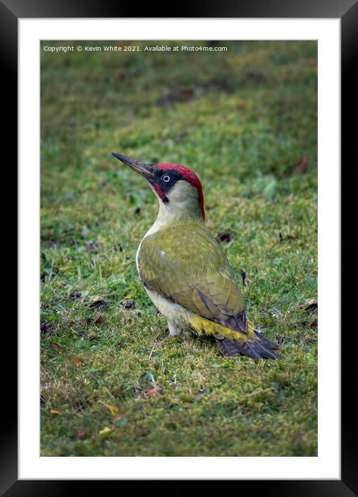 Green Woodpecker male Framed Mounted Print by Kevin White