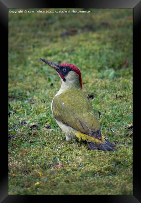 Green Woodpecker male Framed Print by Kevin White