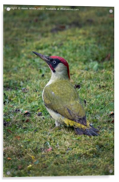 Green Woodpecker male Acrylic by Kevin White