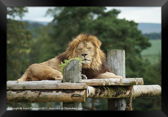 The King Of The Jungle Framed Print by Grant Paterson