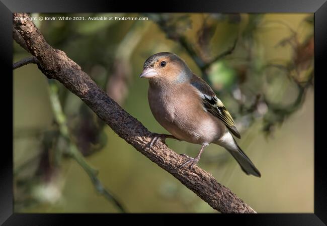 Chaffinch male Framed Print by Kevin White