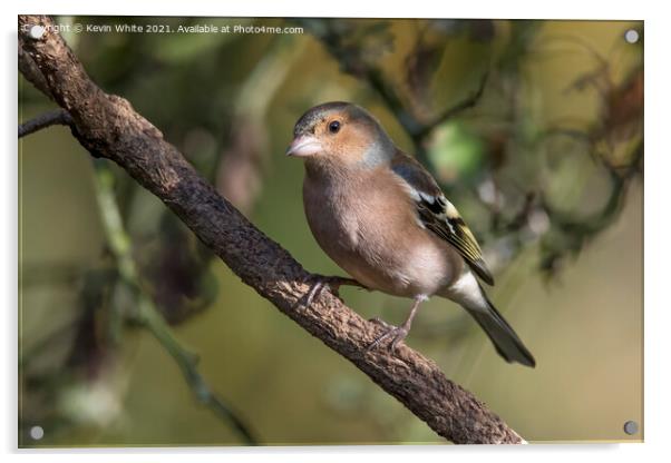 Chaffinch male Acrylic by Kevin White