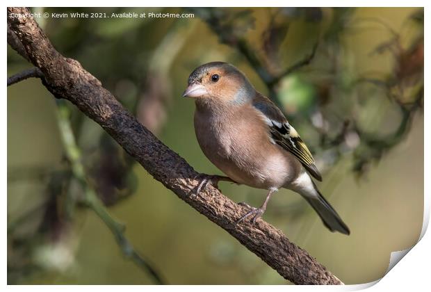 Chaffinch male Print by Kevin White