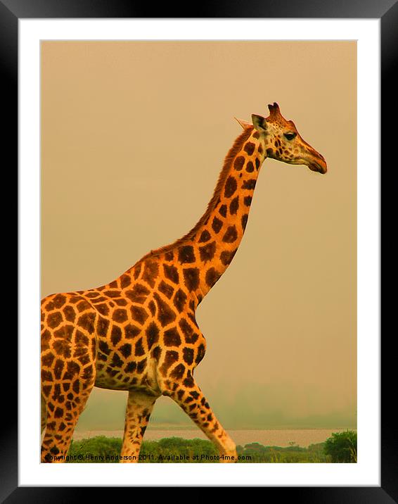Giraffe Close-up #2 Framed Mounted Print by Henry Anderson