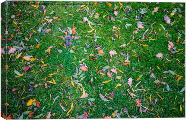 Autumnal colour Canvas Print by Stuart C Clarke