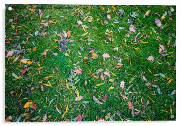 Autumnal colour Acrylic by Stuart C Clarke