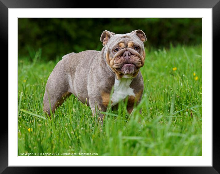 A dog standing on top of a grass covered field Framed Mounted Print by Nik Taylor