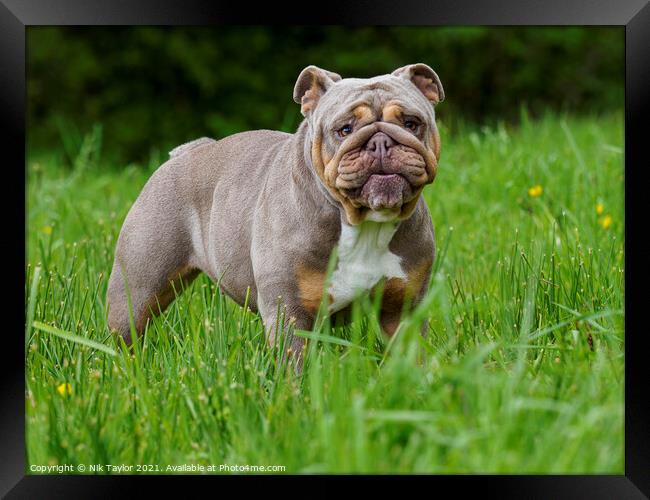 A dog standing on top of a grass covered field Framed Print by Nik Taylor