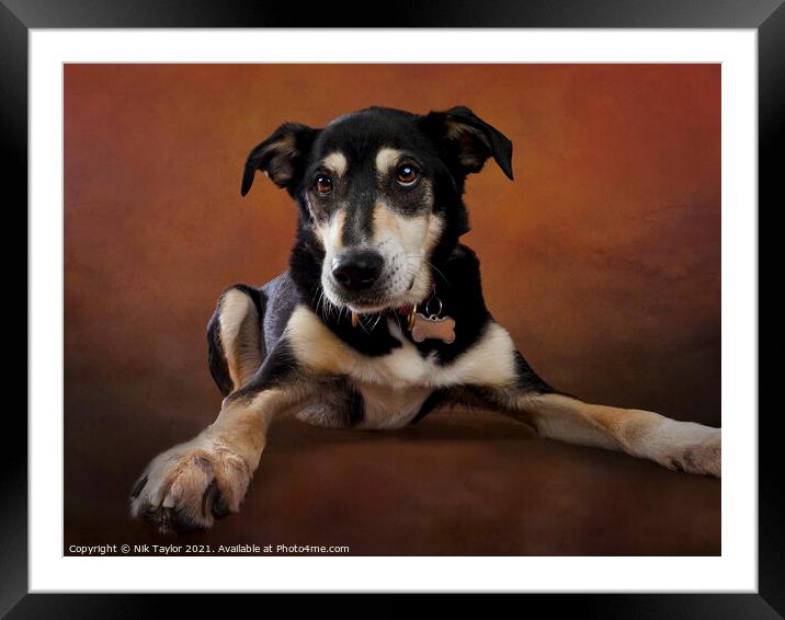 love dogs Framed Mounted Print by Nik Taylor