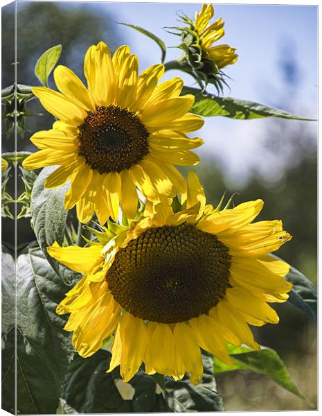 A Touch Of Sunshine Canvas Print by Lynne Morris (Lswpp)