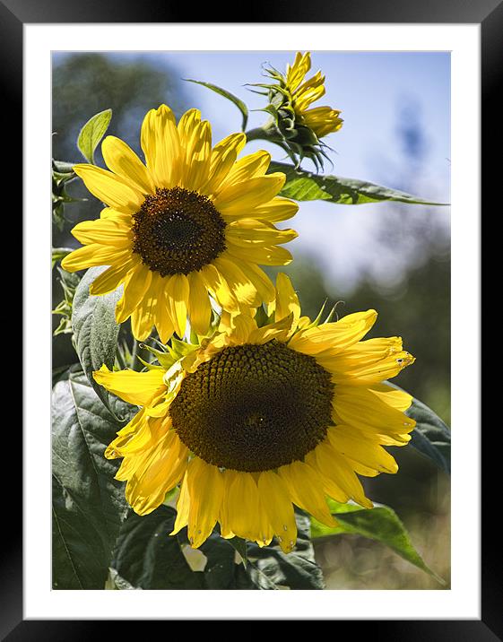 A Touch Of Sunshine Framed Mounted Print by Lynne Morris (Lswpp)