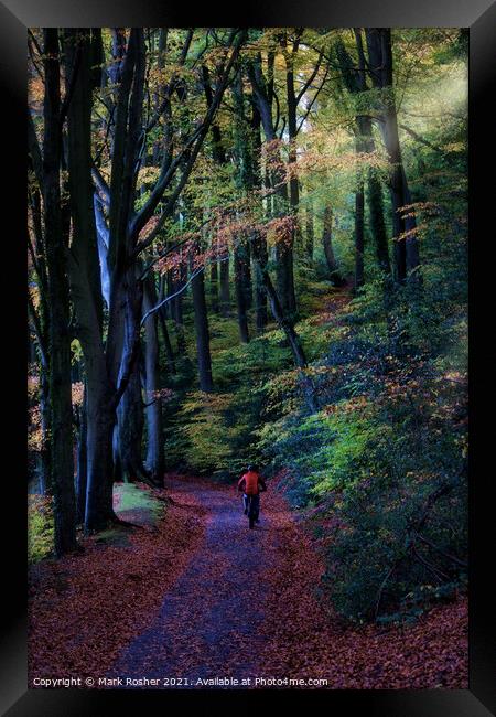 Cycling through the beech wood Framed Print by Mark Rosher