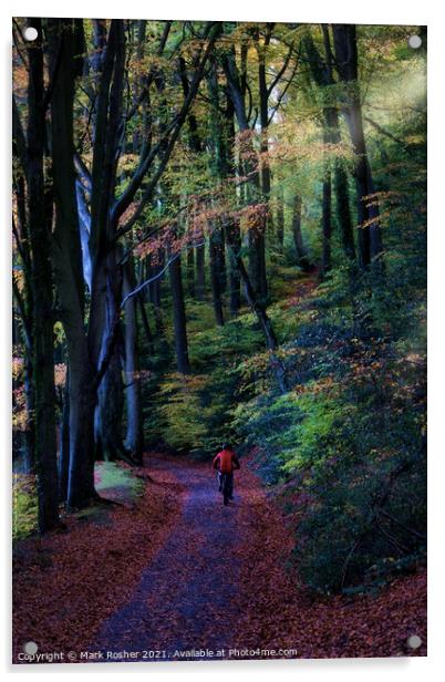 Cycling through the beech wood Acrylic by Mark Rosher
