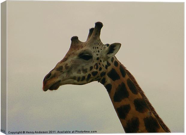 Giraffe Close Up Canvas Print by Henry Anderson