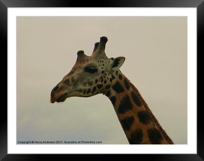 Giraffe Close Up Framed Mounted Print by Henry Anderson