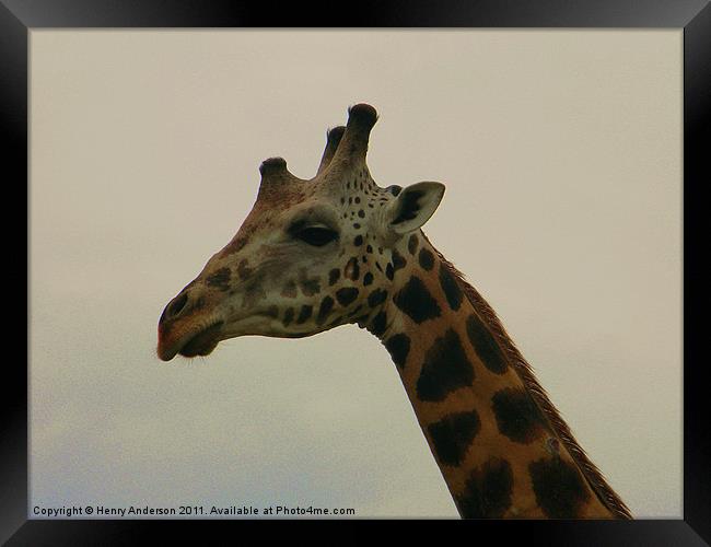 Giraffe Close Up Framed Print by Henry Anderson