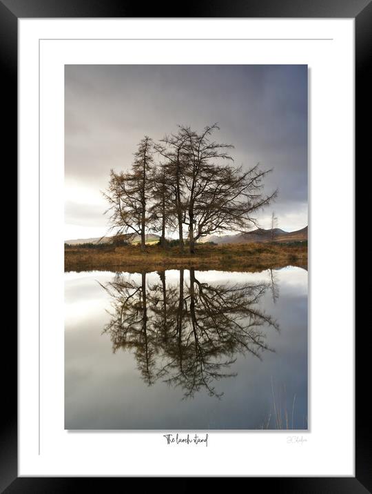 The larch  stand Framed Mounted Print by JC studios LRPS ARPS