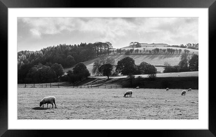 Sheep grazing next to the River Derwent Framed Mounted Print by Jason Wells