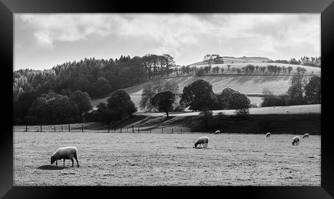 Sheep grazing next to the River Derwent Framed Print by Jason Wells