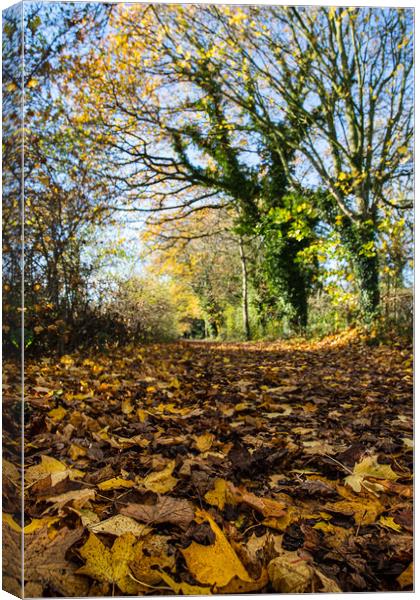 Golden leaves line the Wirral Way Canvas Print by Jason Wells