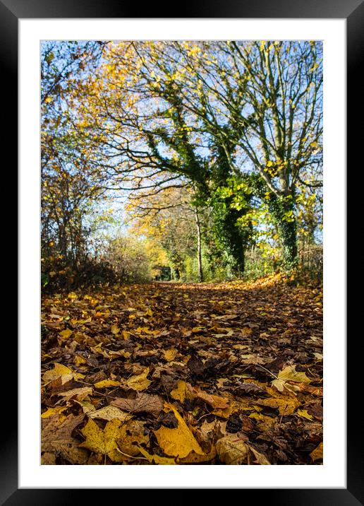 Golden leaves line the Wirral Way Framed Mounted Print by Jason Wells