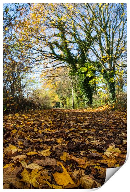 Golden leaves line the Wirral Way Print by Jason Wells