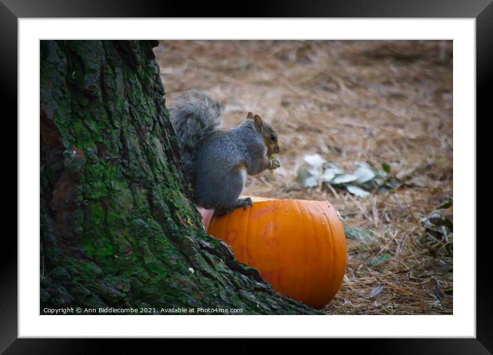 Squirrel eating a pumpkin Framed Mounted Print by Ann Biddlecombe
