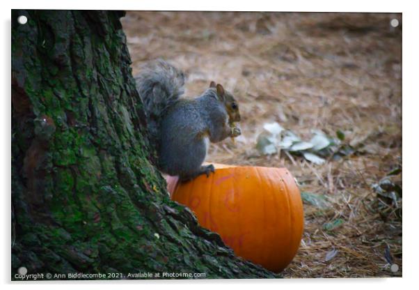 Squirrel eating a pumpkin Acrylic by Ann Biddlecombe